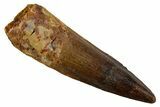 Fossil Spinosaurus Tooth - Real Dinosaur Tooth #346920-1